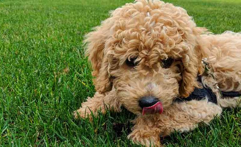 Australian-Labradoodle-puppy