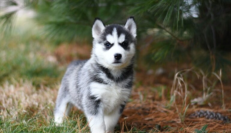 Siberian husky in India