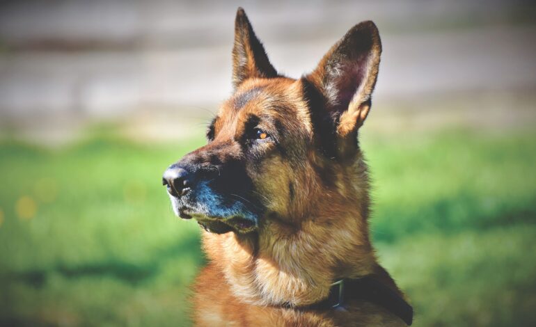 German Shepherd in India