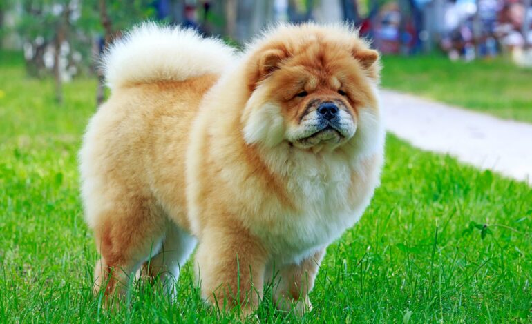 Chow Chow Dog Price in India