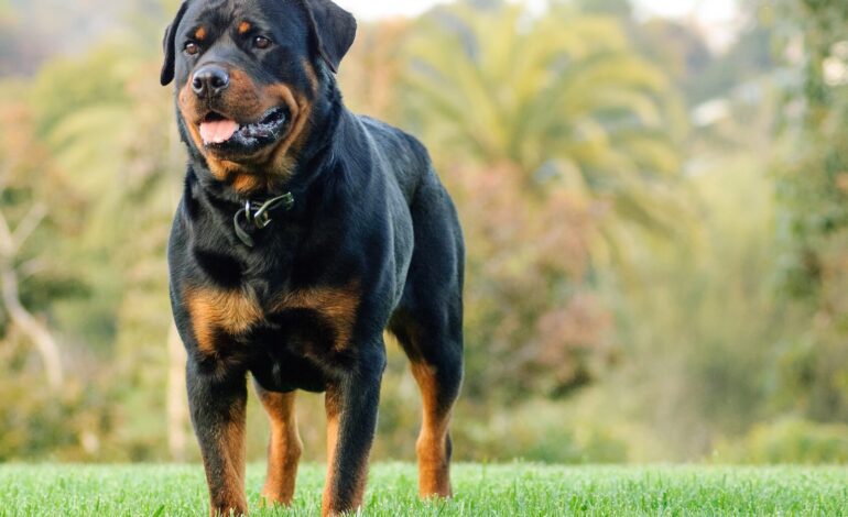 Rottweiler dog