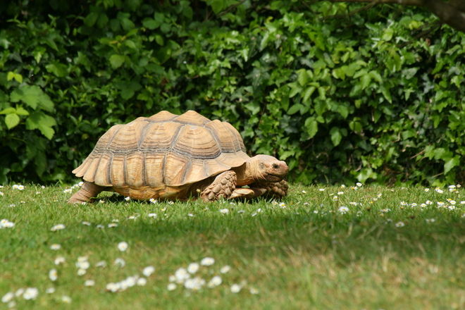 turtle price in india