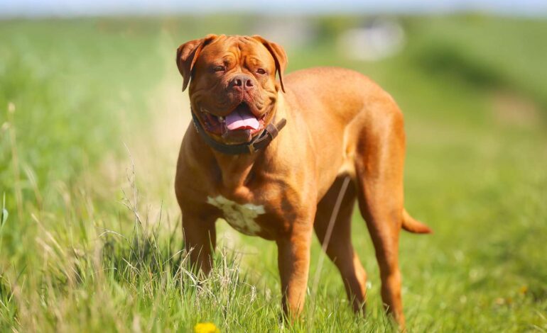  Everything You Should Know About French Mastiff Dog