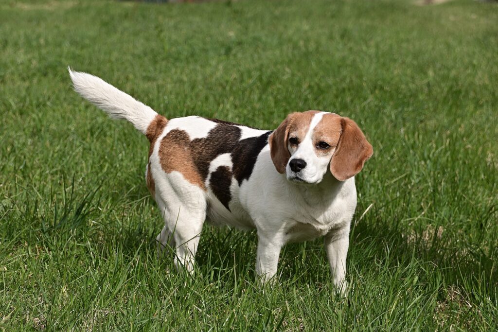 Beagle Puppy