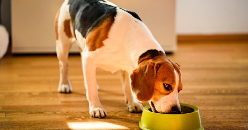 Beagle Dog Food