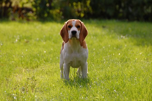 Beagle Dog