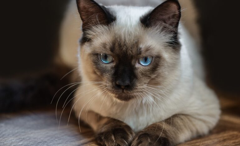  Everything You Should Know About Ragdoll Cats Prices in India
